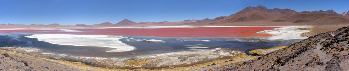 Flamingos at the colourful Laguna Colorada on the Altiplano high plateau, Bolivia