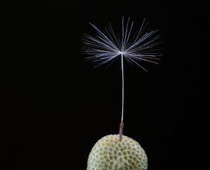 Löwenzahn Pusteblume
