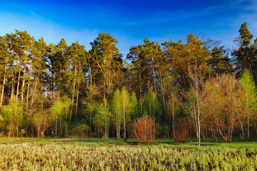 Mixed deciduous-coniferous forest landscape under evening sky with clouds in sunlight, Irpin, Ukraine. Green meadow with trail to forest with sun beam