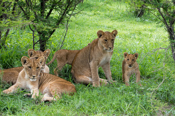 Löwenfamilie