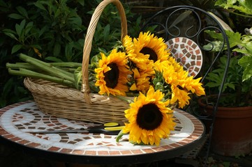 huge sunflowers, freshly cut, in a basket on mosaic table