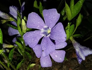 Barwinek pospolity w deszczu - Vinca minor © Grayna