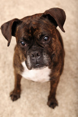 boxer, beauty, dog, canine, portrait, looking, friend,friendly, face, love, home, animal, brown, skin, 