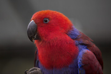 Portret Solomon-edelpapegaai