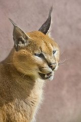Mooi portret van een caracal. © photoPepp