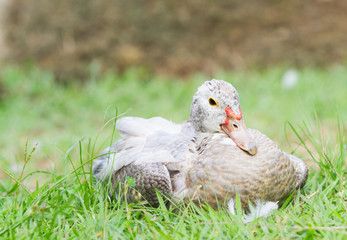Duck
