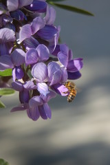 Bee on flower