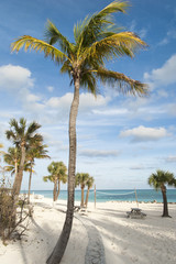 Caribbean Beach Palms