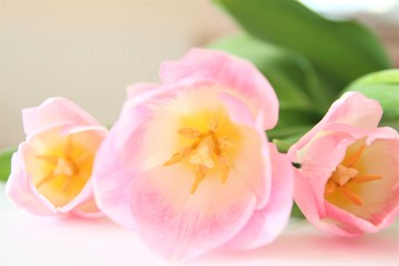 Bouquet of pink tulips. Blossom. Flowers