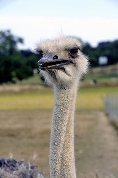 Ostrich at liberty in a French farm