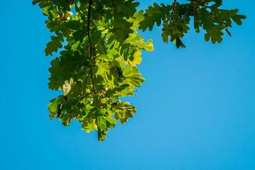 Oak tree leaves in the sky