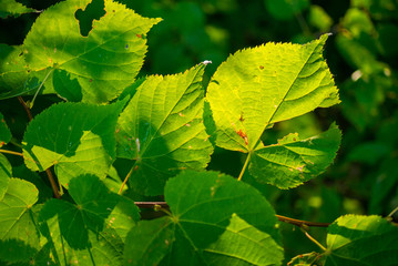 Linden tree leaves under bright sunlight