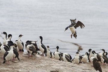 Imperial Shag (Phalacrocorax atriceps albiventer) coming into land among a large group of birds on the coast of Bleaker Island on the Falkland Islands