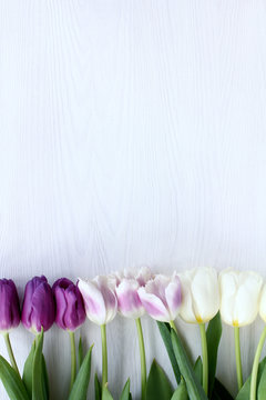 spring floral background/ Tulips in lilac tones on a light wooden surface top view 