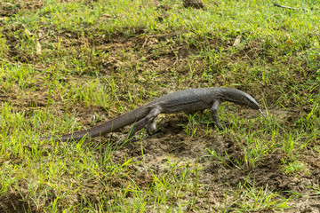 Monitor lizard (varanus bengalensis) in National wildlife park Yala Sri Lanka