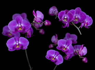 Fototapeta na wymiar Fflowers of orchids