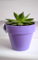 Green house plant in a small pot caretaker