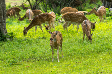 Naklejka na ściany i meble Wild Spotted deer in Yala National park, Sri Lanka