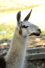 Obraz premium A Lama in a French farm in the Gard department