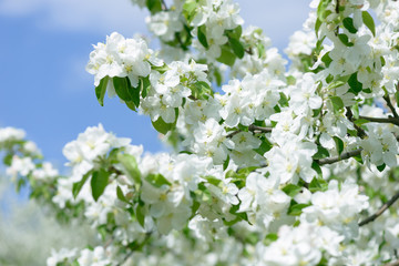 White Apple Flowers. Beautiful flowering apple trees. Background with blooming flowers in spring day.