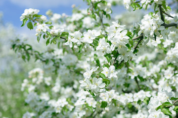 White Apple Flowers. Beautiful flowering apple trees. Background with blooming flowers in spring day.