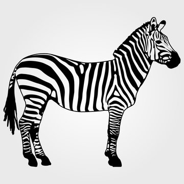 Zebra icon on a white background