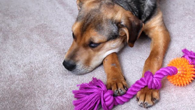 Sad Beagle Puppy has no one to play with