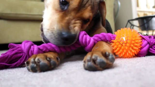 Beagle Puppy chews on rope dog toy