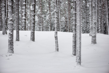 snowy winter forest in mist