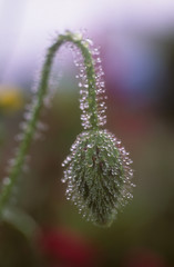 Water droplets emerging Corn Poppy