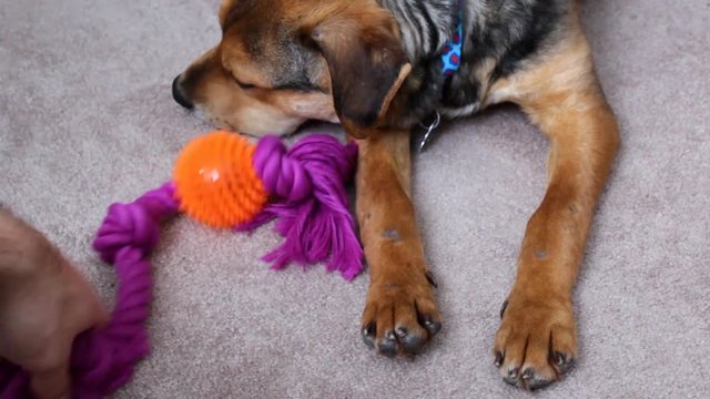 Rescued Beagle Puppy does not want to play with owner