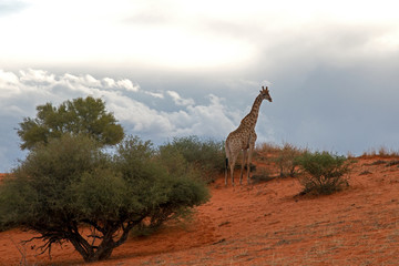 Giraffe in der Kalahari vor einem Gewitter