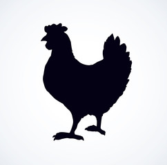 Hen. Vector drawing