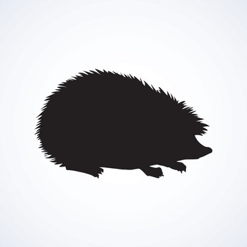 Hedgehog. Vector drawing
