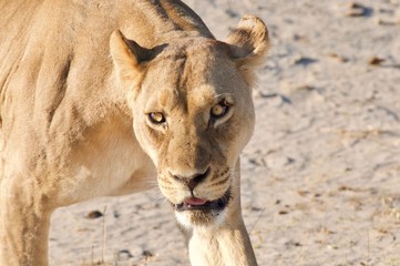 Fototapeta premium Female Lion on the hunt in Africa.