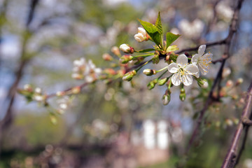 Plum in bloom.