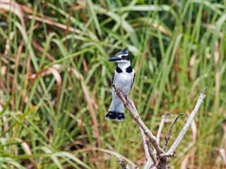 Eisvogel auf einem Ast in uganda