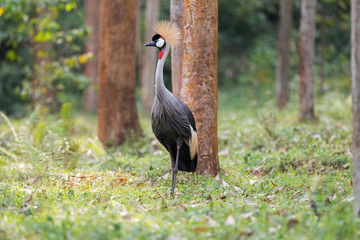 Kronenkranich im wald
