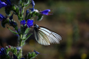 Aporia crataegi, Black Veined White butterfly on a beautiful blue wild flowers