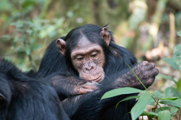 Schimpanse portrait