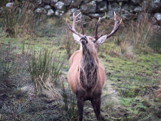 red deer stag