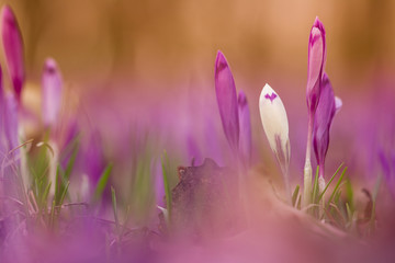 Beautiful spring flower crocus growing wild. Amazing beauty of wild flowers in nature