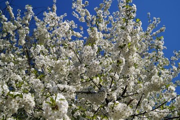 Cherry blossoms