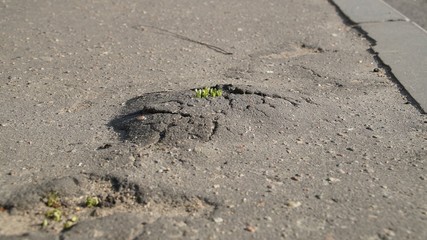 Grass on asphalt