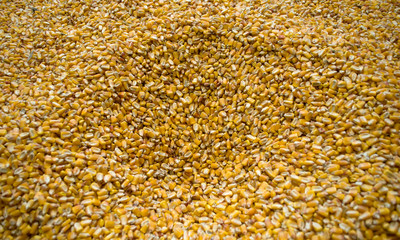 Large amounts of yellow maize widespread