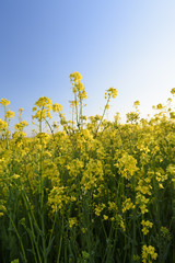 Bright Yellow Canola Flowers in Spring