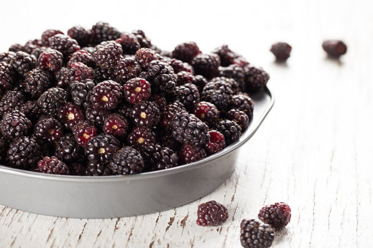 Harvested Boysenberries in silver tin container on white weathered wood
