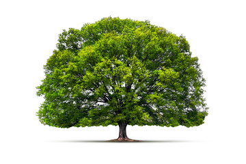 Fototapeta na wymiar Grüner Baum vor weißem Hintergrund