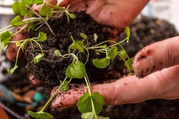 spring training of young plants for the summer period