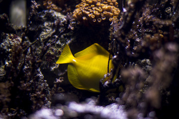 Hide Fish
